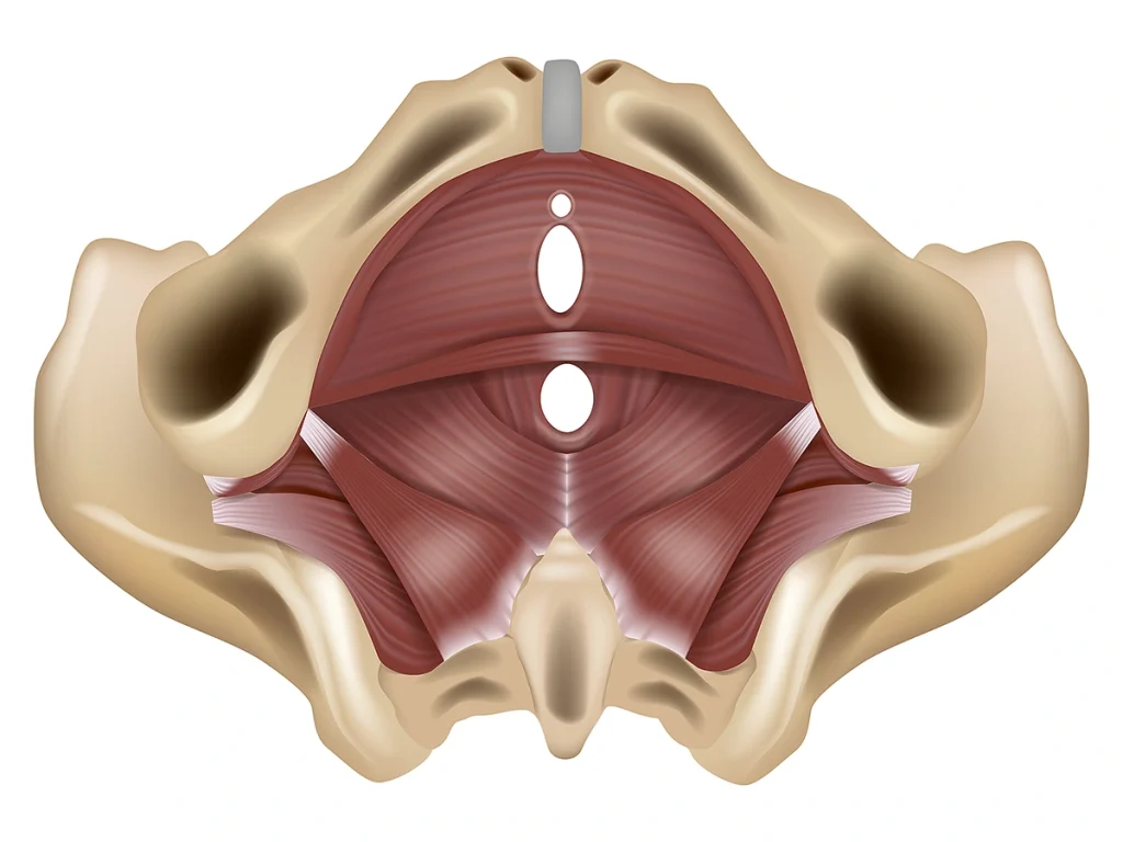 Pelvic Floor - Restore Your Core