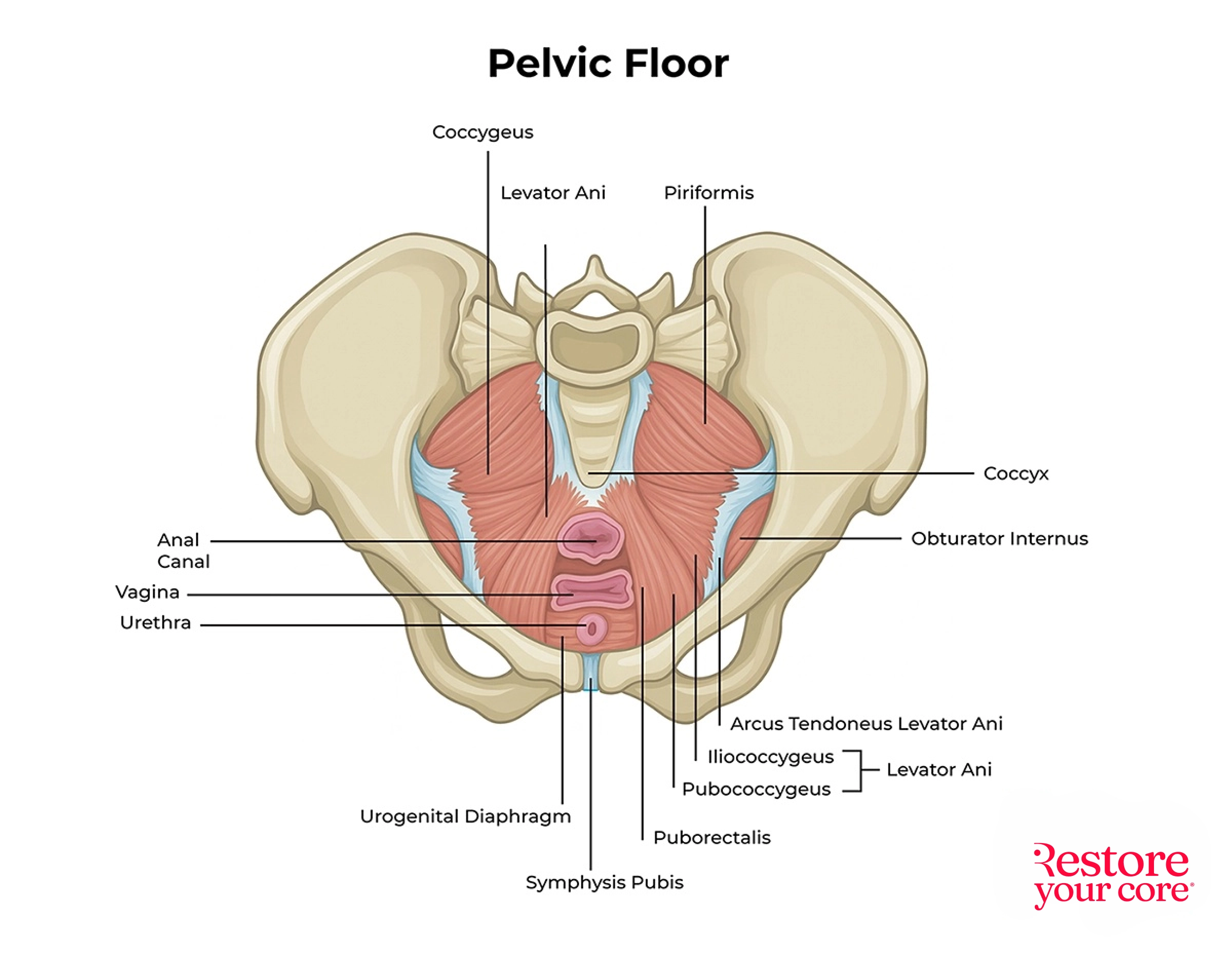 Pelvic Floor Health – RYC®