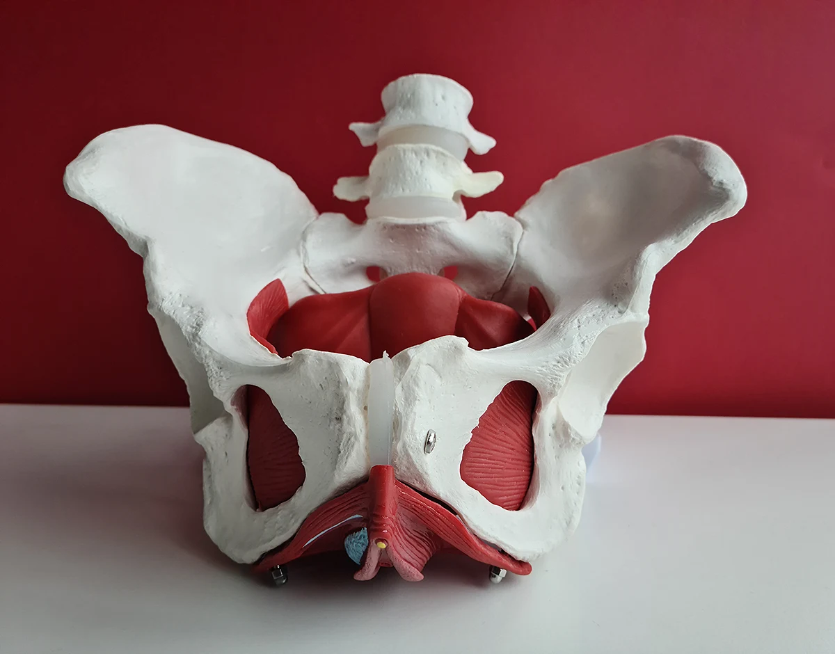 Pelvic Floor Exercises for Constipation: Awareness, Movement, and Nervous System Relief