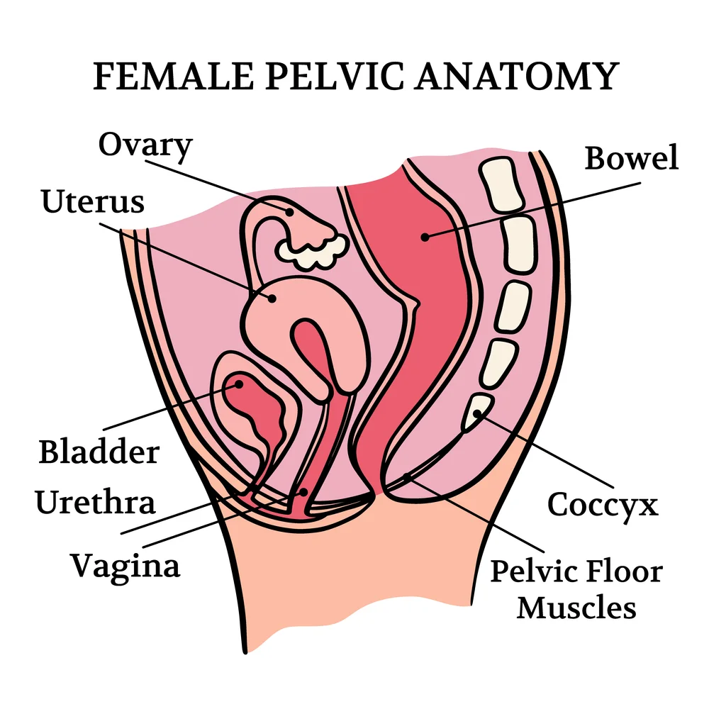 pelvic floor