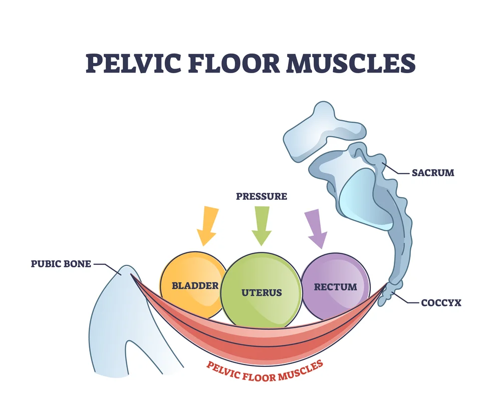 Pelvic Floor Muscles