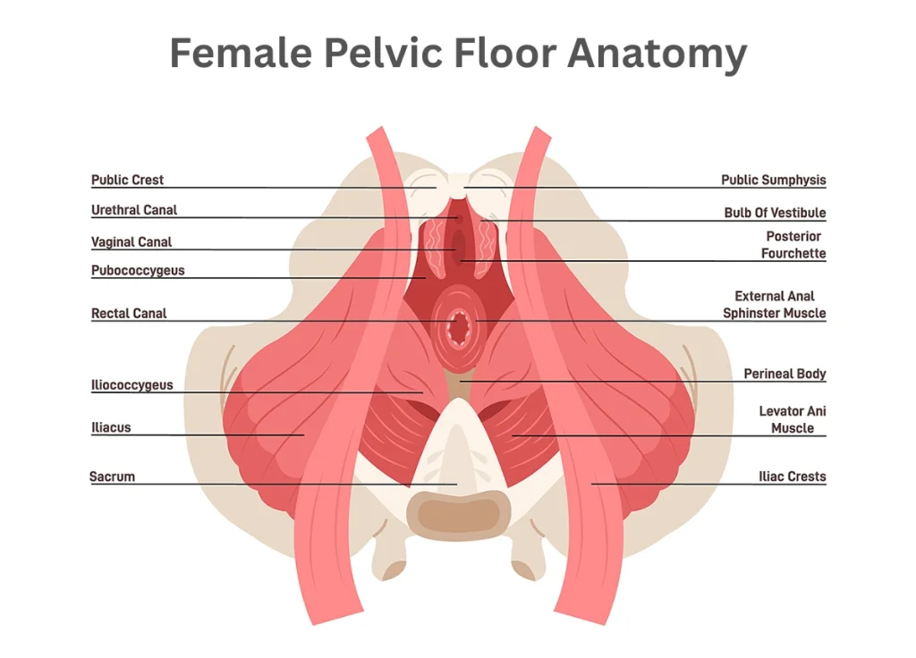 Female Pelvic Floor Anatomy