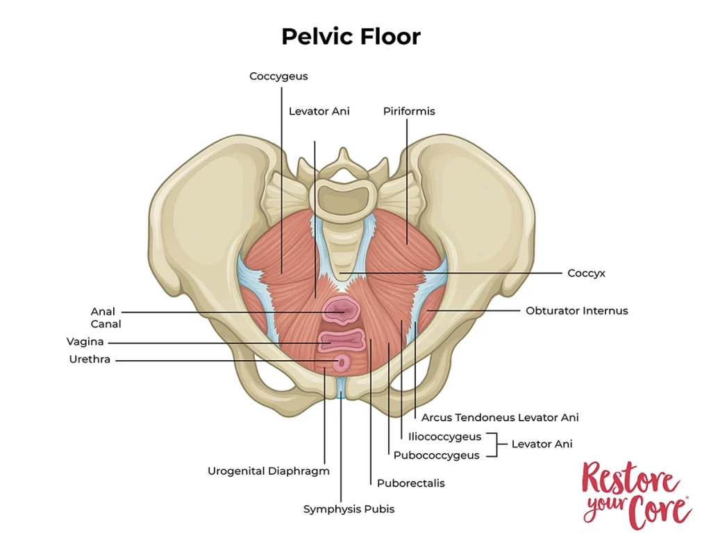 Pelvic Floor Health – RYC®