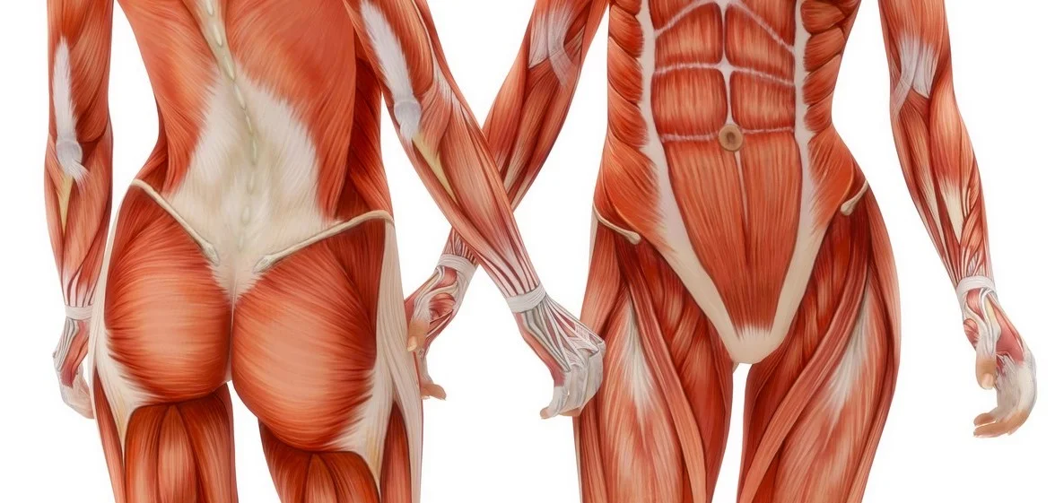 core muscles