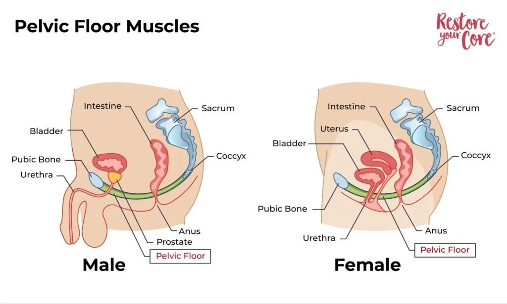 Pelvic Floor Muscles