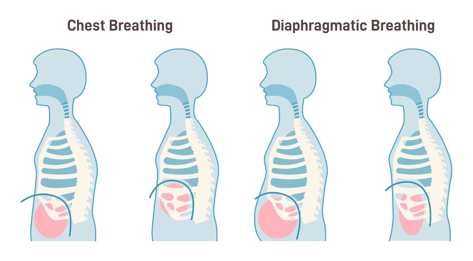 Breathing and Diastasis Recti: Understanding the Connection and Finding Relief