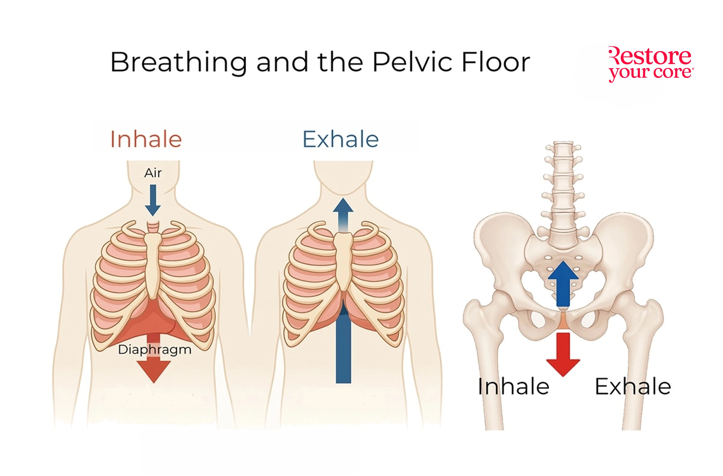 Breathing and the pelvic floor